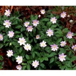 Blå Skovanemone 'Robinsoniana' Anemone Nemorosa 'Robinsoniana' 10 Cm. Potte -Osmo Salgsbutik mi191 anemone nemorosa robinsoniana 1c8f