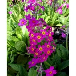 Etageprimula Primula Beesiana 1 Liter Potte -Osmo Salgsbutik mi1920 primula beesiana 23cb