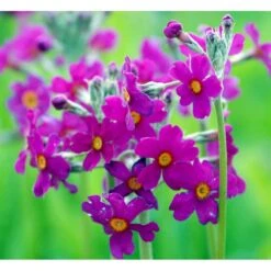 Etageprimula Primula Beesiana 1 Liter Potte -Osmo Salgsbutik mi1920 primula beesiana 6a38