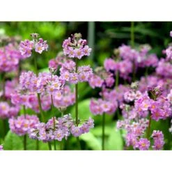 Etageprimula Primula Beesiana 1 Liter Potte -Osmo Salgsbutik mi1920 primula beesiana c590