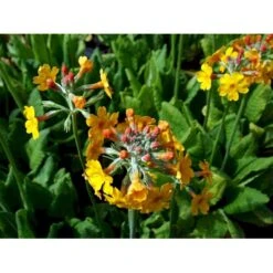 Etageprimula Primula Bulleyana 1 Liter Potte -Osmo Salgsbutik mi1921 primula bulleyana 1da5