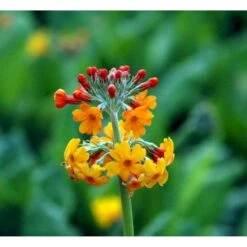 Etageprimula Primula Bulleyana 1 Liter Potte -Osmo Salgsbutik mi1921 primula bulleyana 60af