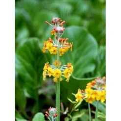 Etageprimula Primula Bulleyana 1 Liter Potte -Osmo Salgsbutik mi1921 primula bulleyana 7594