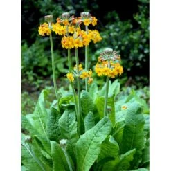 Etageprimula Primula Bulleyana 1 Liter Potte -Osmo Salgsbutik mi1921 primula bulleyana 9166