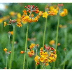Etageprimula Primula Bulleyana 1 Liter Potte -Osmo Salgsbutik mi1921 primula bulleyana ab47