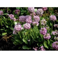 Kugleprimula Primula Denticulata 1 Liter Potte -Osmo Salgsbutik mi1925 primula denticulata 07e2