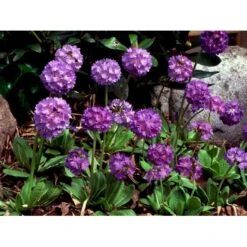 Kugleprimula Primula Denticulata 1 Liter Potte -Osmo Salgsbutik mi1925 primula denticulata 0c44