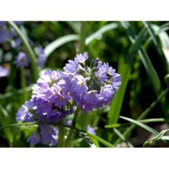 Kugleprimula Primula Denticulata 1 Liter Potte -Osmo Salgsbutik mi1925 primula denticulata 53e9