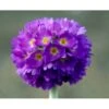 Kugleprimula Primula Denticulata 1 Liter Potte -Osmo Salgsbutik mi1925 primula denticulata b8c0
