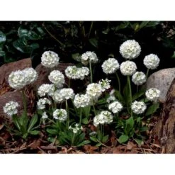 Kugleprimula D. 'Alba' Primula Denticulata 'Alba' 1 Liter Potte 13 Kugleprimula D. 'Alba' Primula Denticulata 'Alba' 1 Liter Potte -Osmo Salgsbutik mi1929 primula denticulata alba 52cf