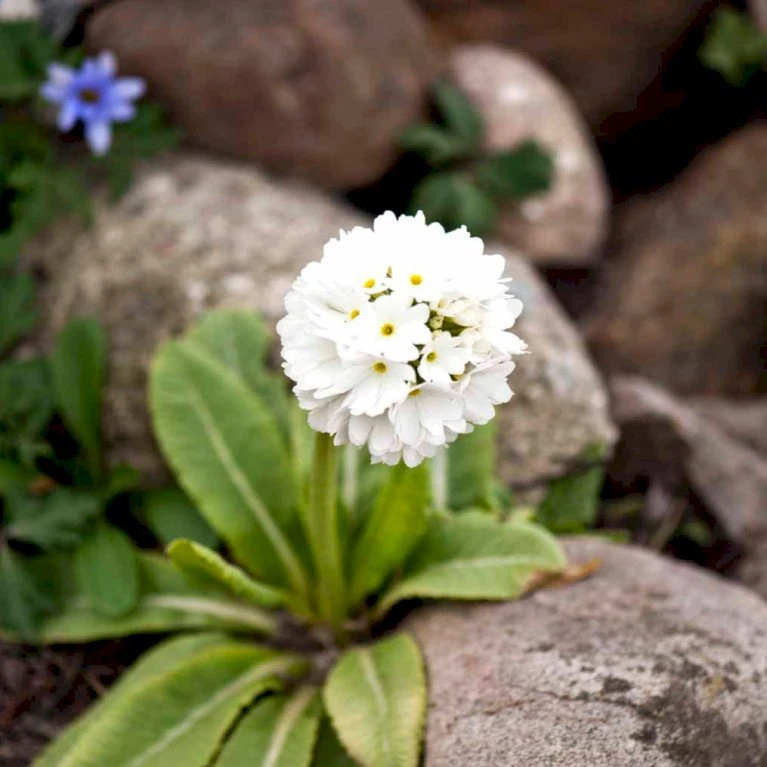 Kugleprimula D. 'Alba' Primula Denticulata 'Alba' 1 Liter Potte 3 Kugleprimula D. 'Alba' Primula Denticulata 'Alba' 1 Liter Potte