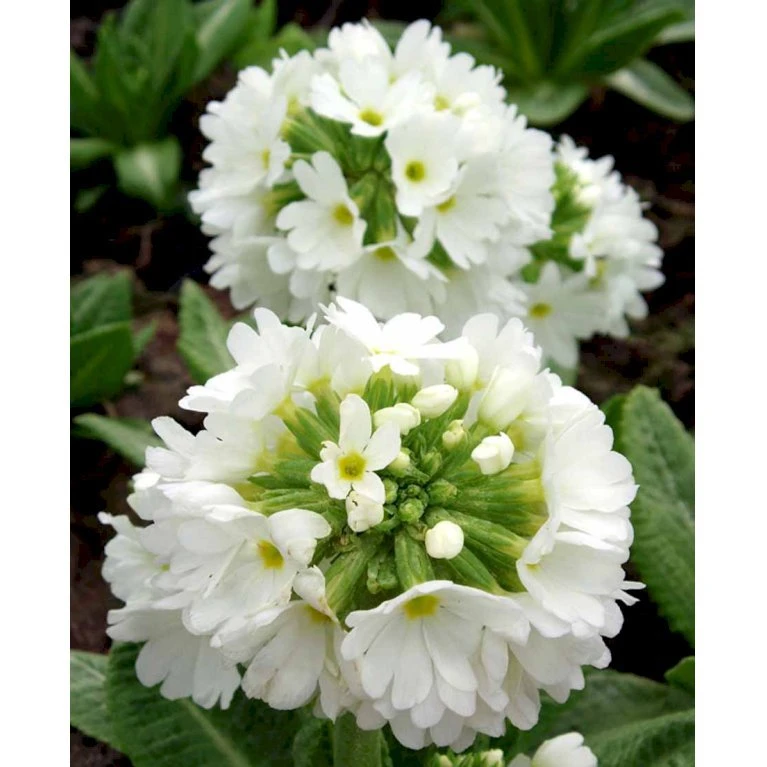 Kugleprimula D. 'Alba' Primula Denticulata 'Alba' 1 Liter Potte 5 Kugleprimula D. 'Alba' Primula Denticulata 'Alba' 1 Liter Potte - Billede 3