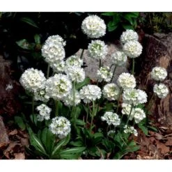 Kugleprimula D. 'Alba' Primula Denticulata 'Alba' 1 Liter Potte 12 Kugleprimula D. 'Alba' Primula Denticulata 'Alba' 1 Liter Potte -Osmo Salgsbutik mi1929 primula denticulata alba f822