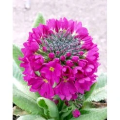 Kugleprimula Primula Denticulata 'Rubin' 1 Liter Potte -Osmo Salgsbutik mi1932 primula denticulata rubin 1120