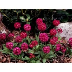 Kugleprimula Primula Denticulata 'Rubin' 1 Liter Potte -Osmo Salgsbutik mi1932 primula denticulata rubin 9693