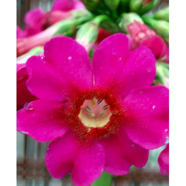 Etageprimula Primula Japonica 'miller'S Crimson' 1 Liter Potte 5 Etageprimula Primula Japonica 'miller'S Crimson' 1 Liter Potte - Billede 3