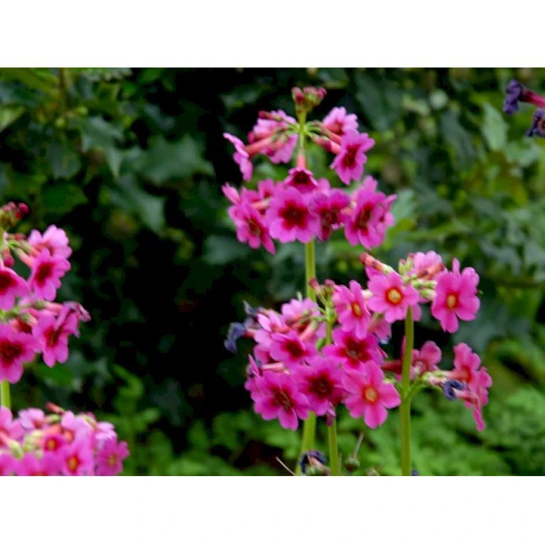 Etageprimula Primula Japonica 'miller'S Crimson' 1 Liter Potte 6 Etageprimula Primula Japonica 'miller'S Crimson' 1 Liter Potte - Billede 4