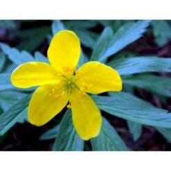 Gul Anemone Anemone Ranunculoides 10 Cm. Potte -Osmo Salgsbutik mi194 anemone ranunculoides 0d9d