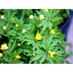 Gul Anemone Anemone Ranunculoides 10 Cm. Potte -Osmo Salgsbutik mi194 anemone ranunculoides 98d9