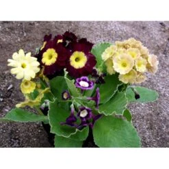 Haveaurikel Primula Pubescens 10 Cm. Potte -Osmo Salgsbutik mi1953 primula pubescens 4e0a