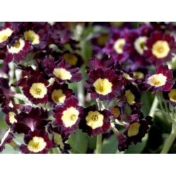 Haveaurikel Primula Pubescens 10 Cm. Potte -Osmo Salgsbutik mi1953 primula pubescens 4f84