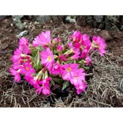 Rosenprimula 'Gigas' Primula Rosea 'Gigas' 1 Liter Potte -Osmo Salgsbutik mi1955 primula rosea gigas 0d54