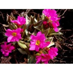 Rosenprimula 'Gigas' Primula Rosea 'Gigas' 1 Liter Potte -Osmo Salgsbutik mi1955 primula rosea gigas 6197