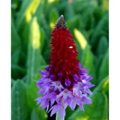 Hyacintprimula Primula Vialii 1 Liter Potte -Osmo Salgsbutik mi1956 primula vialii 03fe