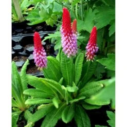 Hyacintprimula Primula Vialii 1 Liter Potte -Osmo Salgsbutik mi1956 primula vialii 0442