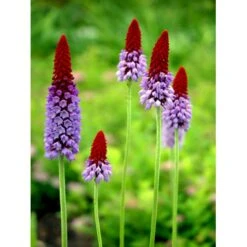 Hyacintprimula Primula Vialii 1 Liter Potte -Osmo Salgsbutik mi1956 primula vialii 1807