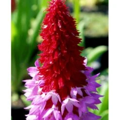 Hyacintprimula Primula Vialii 1 Liter Potte -Osmo Salgsbutik mi1956 primula vialii ebf7