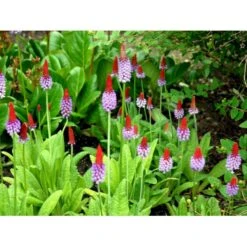 Hyacintprimula Primula Vialii 1 Liter Potte -Osmo Salgsbutik mi1956 primula vialii efad