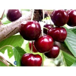 Sødkirsebær 'Skeena' - Selvbestøvende Prunus X 'Skeena' - Selvbestøvende 4-8 Grene, 130-170 Cm. 10 Liter Potte (Colt) -Osmo Salgsbutik mi1973 prunus avium skeena 8ac0