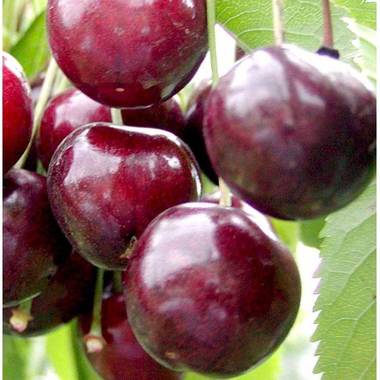 Sød Kirsebær 'Stella' - Selvbestøvende Prunus X 'Stella' - Selvbestøvende Dværgtræ, 3-5 Grene, 6,7 Liter Potte, 80-100 Cm. 3 Sød Kirsebær 'Stella' - Selvbestøvende Prunus X 'Stella' - Selvbestøvende Dværgtræ, 3-5 Grene, 6,7 Liter Potte, 80-100 Cm.