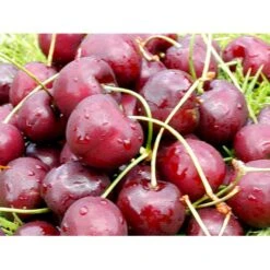 Sød Kirsebær 'Lapins' - Selvbestøvende Prunus X 'Lapins' - Selvbestøvende 4-8 Grene, 130-170 Cm. 10 Liter Potte (Colt) 8 Sød Kirsebær 'Lapins' - Selvbestøvende Prunus X 'Lapins' - Selvbestøvende 4-8 Grene, 130-170 Cm. 10 Liter Potte (Colt) -Osmo Salgsbutik mi1979 prunus avium lapins 498c