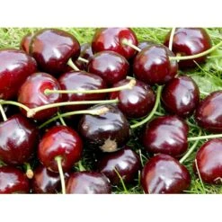 Sød Kirsebær 'Lapins' - Selvbestøvende Prunus X 'Lapins' - Selvbestøvende 4-8 Grene, 130-170 Cm. 10 Liter Potte (Colt) 9 Sød Kirsebær 'Lapins' - Selvbestøvende Prunus X 'Lapins' - Selvbestøvende 4-8 Grene, 130-170 Cm. 10 Liter Potte (Colt) -Osmo Salgsbutik mi1979 prunus avium lapins a166