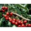 Sød Kirsebær 'Lapins' - Selvbestøvende Prunus X 'Lapins' - Selvbestøvende 4-8 Grene, 130-170 Cm. 10 Liter Potte (Colt) 2 Sød Kirsebær 'Lapins' - Selvbestøvende Prunus X 'Lapins' - Selvbestøvende 4-8 Grene, 130-170 Cm. 10 Liter Potte (Colt) -Osmo Salgsbutik mi1979 prunus avium lapins f9f5