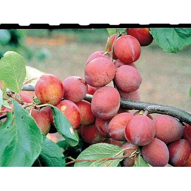 Blomme 'Jubileum' Prunus Domestica 'Jubileum' Dværgtræ, 3-5 Grene, 6,7 Liter Potte, 80-100 Cm. 5 Blomme 'Jubileum' Prunus Domestica 'Jubileum' Dværgtræ, 3-5 Grene, 6,7 Liter Potte, 80-100 Cm. - Billede 3