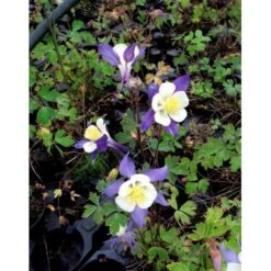 Langsporet Akeleje 'Blue Star' Aquilegia Caerulea 'Blue Star' 1 Liter Potte 11 Langsporet Akeleje 'Blue Star' Aquilegia Caerulea 'Blue Star' 1 Liter Potte -Osmo Salgsbutik mi200 aquilegia blue star 4be1