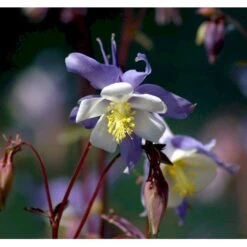 Langsporet Akeleje 'Blue Star' Aquilegia Caerulea 'Blue Star' 1 Liter Potte 9 Langsporet Akeleje 'Blue Star' Aquilegia Caerulea 'Blue Star' 1 Liter Potte -Osmo Salgsbutik mi200 aquilegia blue star bc2d