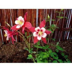 Langsporet Akeleje 'Crimson Star' Aquilegia Caerulea 'Crimson Star' 1 Liter Potte -Osmo Salgsbutik mi201 aquilegia crimson star 40f7