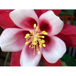 Langsporet Akeleje 'Crimson Star' Aquilegia Caerulea 'Crimson Star' 1 Liter Potte -Osmo Salgsbutik mi201 aquilegia crimson star 51c2