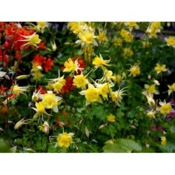 Langsporet Akeleje 'Yellow Queen' Aquilegia Chrysantha 'Yellow Queen' 1 Liter Potte -Osmo Salgsbutik mi204 aquilegia chrysantha yellow queen fefa