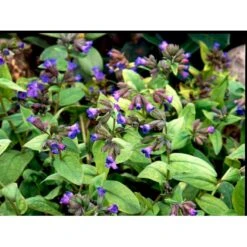 Lungeurt Pulmonaria Angustifolia 'Azurea' 1 Liter Potte -Osmo Salgsbutik mi2067 pulmonaria angustifolia azurea 0102