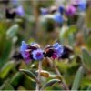 Lungeurt Pulmonaria Angustifolia 'Azurea' 1 Liter Potte 2 Lungeurt Pulmonaria Angustifolia 'Azurea' 1 Liter Potte -Osmo Salgsbutik mi2067 pulmonaria angustifolia azurea cb5d