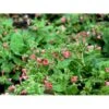 Lungeurt Pulmonaria Rubra 1 Liter Potte -Osmo Salgsbutik mi2068 pulmonaria rubra a823