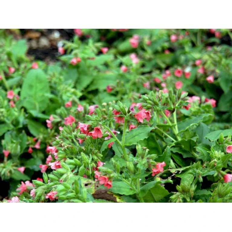 Lungeurt Pulmonaria Rubra 1 Liter Potte 3 Lungeurt Pulmonaria Rubra 1 Liter Potte