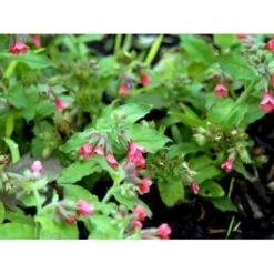 Lungeurt Pulmonaria Rubra 1 Liter Potte 7 Lungeurt Pulmonaria Rubra 1 Liter Potte -Osmo Salgsbutik mi2068 pulmonaria rubra bced