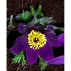 Opret Kobjælde Pulsatilla Vulgaris 10 Cm. Potte -Osmo Salgsbutik mi2072 pulsatilla vulgaris 0335