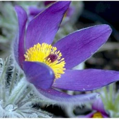 Opret Kobjælde Pulsatilla Vulgaris 10 Cm. Potte -Osmo Salgsbutik mi2072 pulsatilla vulgaris 1b07